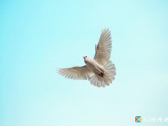 陈琳歌曲《展翅高飞》歌词+试听有感