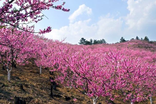 董振厚军旅歌曲 在那桃花盛开的地方