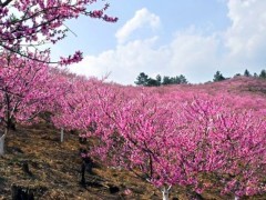 董振厚军旅歌曲《在那桃花盛开的地方》试听有感